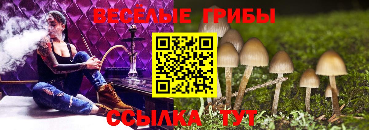 Псилоцибиновые грибы Psilocybine cubensis Будённовск